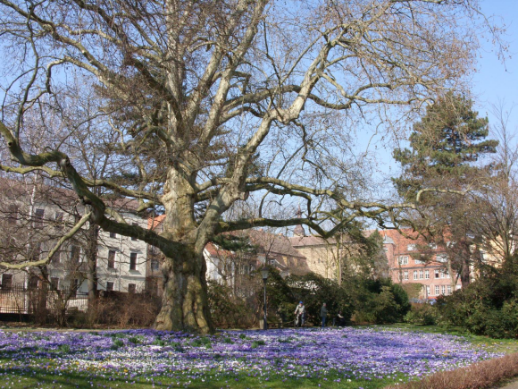Krokuswiese in Zittau 280 Jahre alte Platane, besonderer Baum mit Blumenwiese